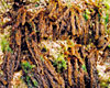 Sargassum thunbergii