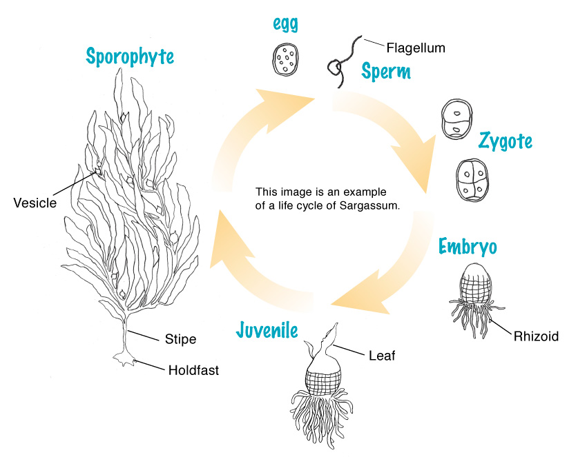 海藻の生活史