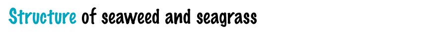 Body structure of seaweeds and sagrasses