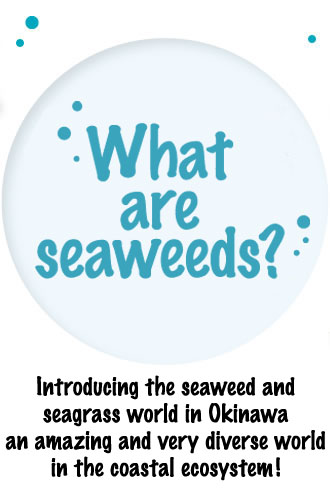 What are seaweeds?