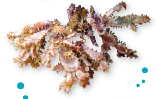 Amazing seaweeds