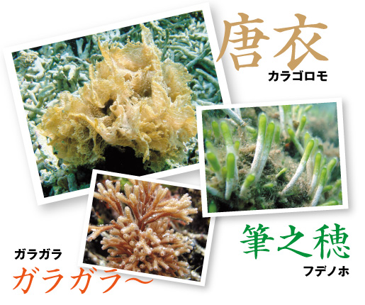 珍しい名前の海藻