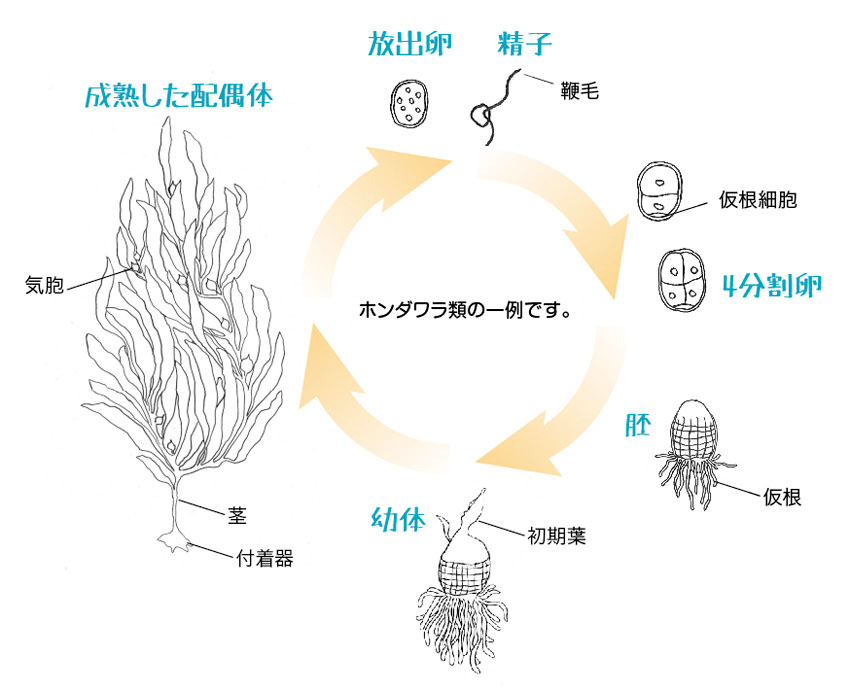 海藻の生活史
